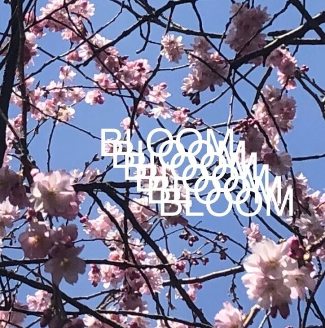 bloom